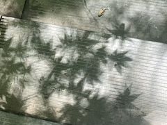 -牛背梁国家森林公园