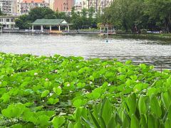 -荔湾湖公园