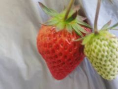 -大自然农场蔬菜草莓采摘园