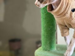 -猫在这儿猫咪咖啡馆·撸猫馆