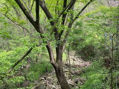 -木兰云雾山