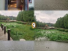 -深圳仙湖植物园