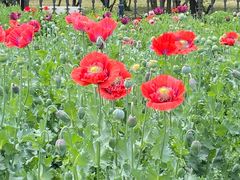 -国家植物园南园