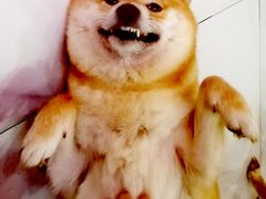 -柴源莊·柴小宠柴犬咖啡