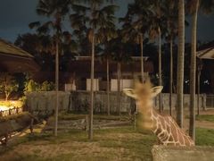 -清迈夜间动物园