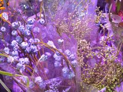 -花鸟鱼虫鲜花绿植市场(玉泉路店)