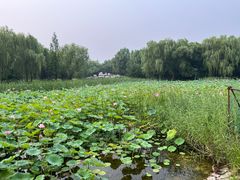-东升八家郊野公园