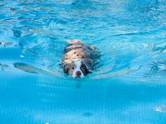 -爪吧宠物乐园 (温榆河示范区店)