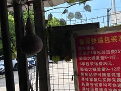 -马陆小张葡萄园农家乐