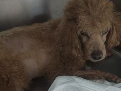 -北京观赏动物医院·24小时大型综合·猫专科·异宠专科
