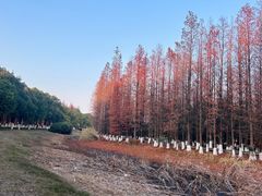 -艾溪湖湿地公园