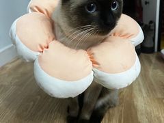 -乖乖乐动物医院(小汤山分院)