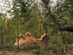-深圳野生动物园