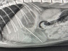 -爱诺耐芙动物医院(万博店)