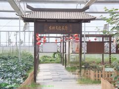 -上海都市菜园