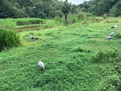 -普洱太阳河森林公园
