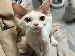 -山宅一喵德文卷毛猫舍
