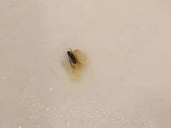 -萨莉亚意式餐厅(深南茂业店)