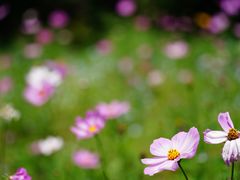 -上海滨江森林公园