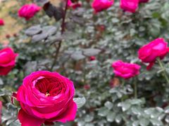 -人民公园(罗湖区)