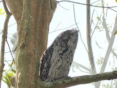 -新加坡飞禽公园