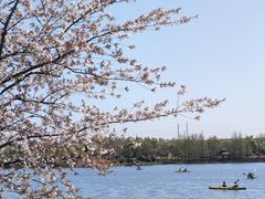 -顾村公园
