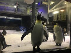 -悉尼海洋生物水族馆