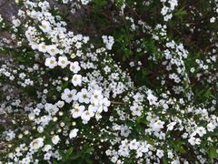 iphone_upload_pic-井之头恩赐公园
