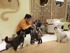 -猫和宫(六道口店)