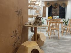 -楼上猫咖(罗湖店)