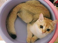 -猫十亿·布偶金渐层·曼基康矮脚猫舍(青年路店)
