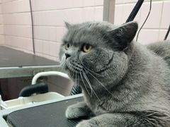 -FAELING PETS美天灵宠物(富力广场店)