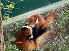 -大连森林动物园