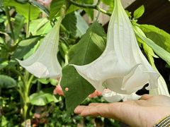 -中国科学院华南植物园