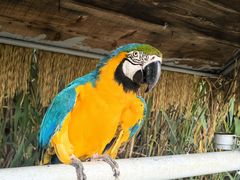 -西霞口神雕山野生动物世界