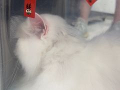 -乐琪宠物医院·犬猫专科·骨外科·急重症
