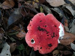 -毛公山瞻仰区售票处