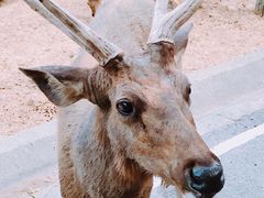 -清迈夜间动物园