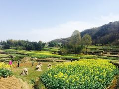 -桑洲油菜花景区