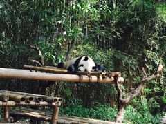-广州长隆野生动物世界