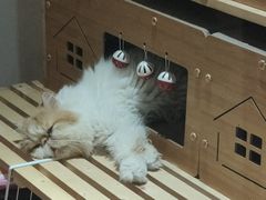 -有猫主题·治愈系猫咖(曾厝垵店)