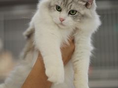 -翊宠yipet猫狗购宠庄园犬舍•猫舍