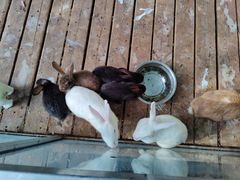 -北京鹿世界主题园