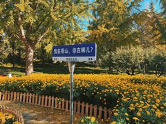 -香山公园