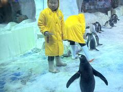 -芜湖新华联大白鲸海洋公园