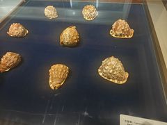 -青岛贝壳博物馆