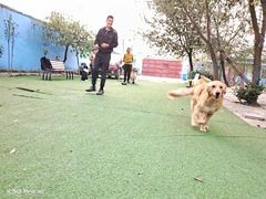 -宠物寄养训练学校