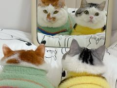 -艾吉宠物医院·疑难杂症转诊中心·猫友好(碧江路院)