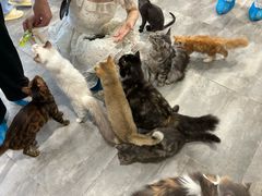 -楼上猫咖(罗湖店)