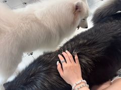 -毛绒耶耶撸宠馆·猫咖·狗咖·荷兰猪咖